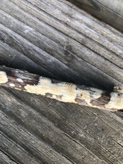 Steccherinaceae
