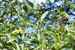 Dendroviguiera eriophora