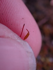 Ptychostomum imbricatulum