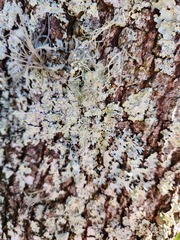 Physcia millegrana