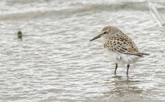 Calidris fuscicollis