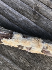 Steccherinaceae