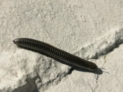 Ommatoiulus rutilans