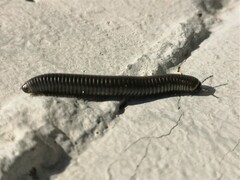 Ommatoiulus rutilans