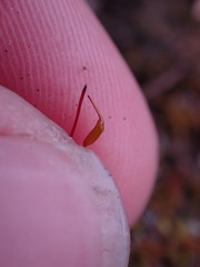 Ptychostomum imbricatulum