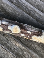 Steccherinaceae