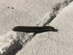 Ommatoiulus rutilans