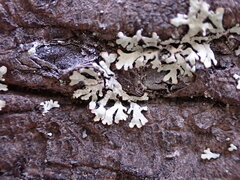 Parmeliopsis ambigua