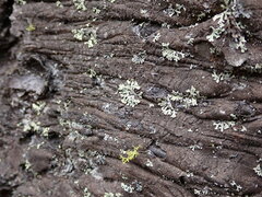 Parmeliopsis ambigua