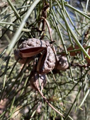 Hakea lissosperma