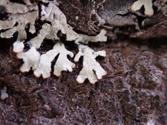 Parmeliopsis ambigua