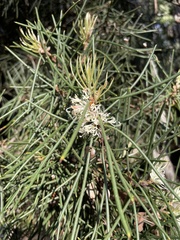 Hakea lissosperma