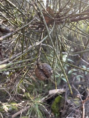 Hakea lissosperma