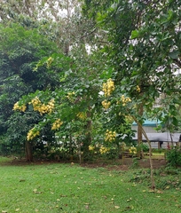 Cassia fistula