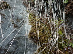 Homalothecium aureum