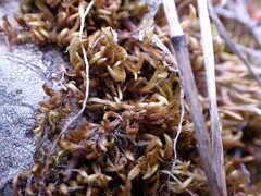 Homalothecium aureum