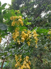 Cassia fistula