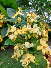 Cassia fistula