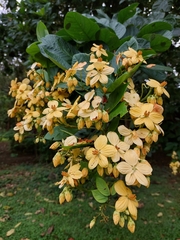 Cassia fistula