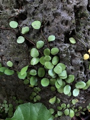 Lemmaphyllum microphyllum
