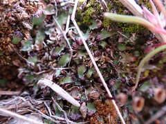 Mannia fragrans
