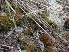 Mannia fragrans