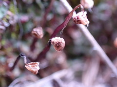 Mannia fragrans