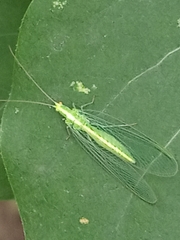 Chrysoperla carnea