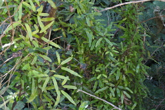 Lygodium articulatum