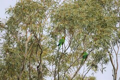 Polytelis swainsonii