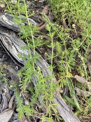 Galium aparine