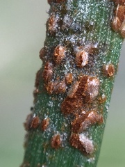 Puccinia juncophila