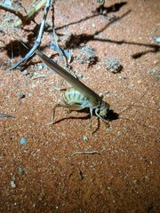 Gryllacrididae
