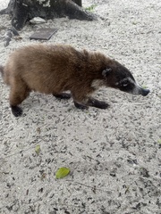 Nasua narica nelsoni