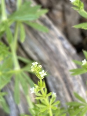 Galium aparine