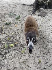 Nasua narica nelsoni