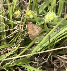 Galgula partita
