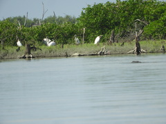 Crocodylia