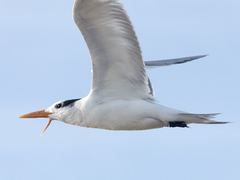 Thalasseus maximus