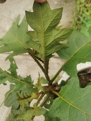 Leptostemonum