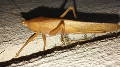 Pyrgocorypha uncinata