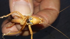 Pyrgocorypha uncinata