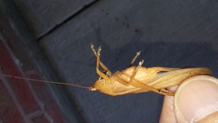 Pyrgocorypha uncinata