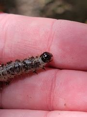 Scolecocampa liburna