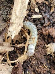 Scolecocampa liburna