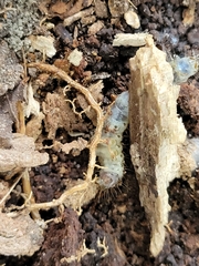 Scolecocampa liburna