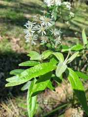 Olearia lirata