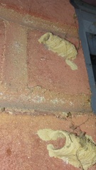 Sceliphron caementarium