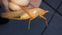 Pyrgocorypha uncinata