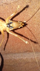 Pyrgocorypha uncinata